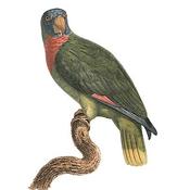 Red-necked Parrot